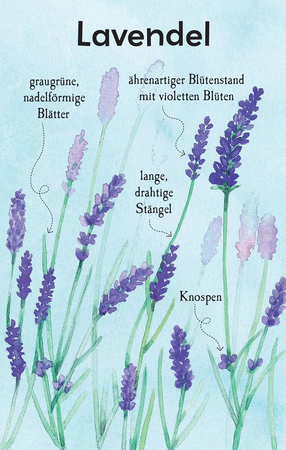 Bild: 9781035703319 | Natur-Entdecker-Karten: Unsere heimischen Blumen | Megan Cullis | Buch
