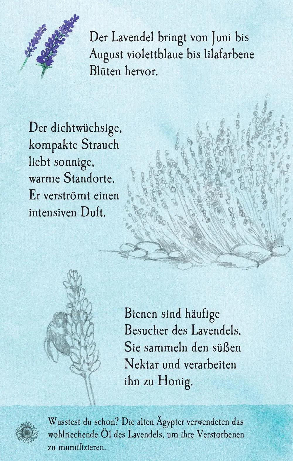 Bild: 9781035703319 | Natur-Entdecker-Karten: Unsere heimischen Blumen | Megan Cullis | Buch