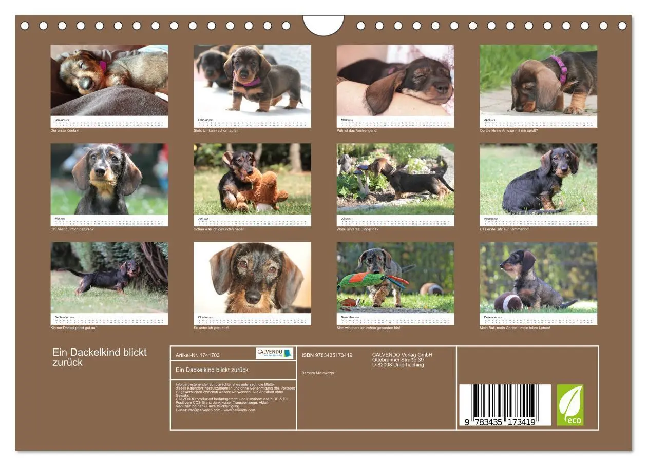 Bild: 9783435173419 | Ein Dackelkind blickt zurück (Wandkalender 2025 DIN A4 quer),...