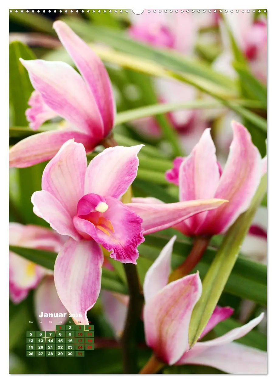 Bild: 9783516353419 | Orchideenschätze (Wandkalender 2026 DIN A2 hoch), CALVENDO...
