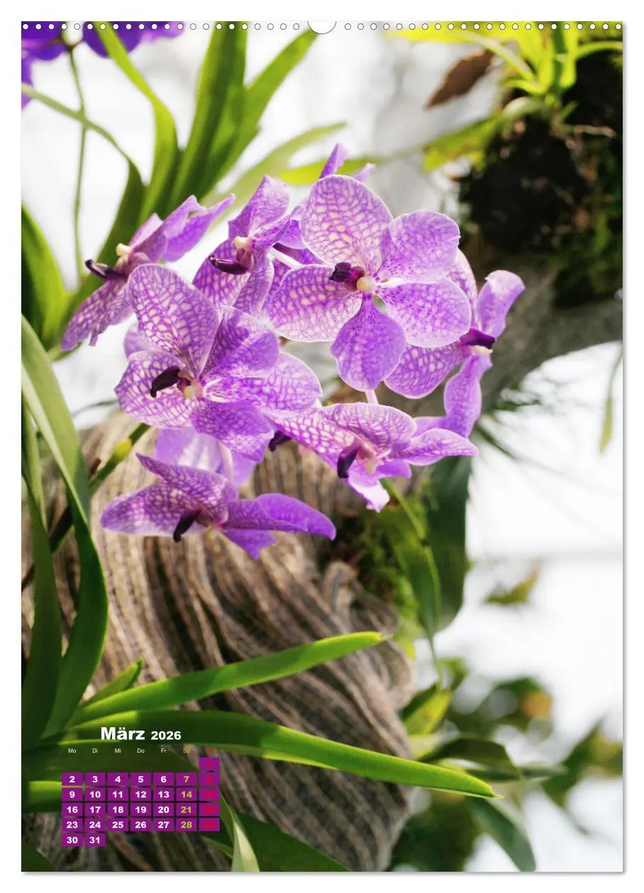 Bild: 9783516353419 | Orchideenschätze (Wandkalender 2026 DIN A2 hoch), CALVENDO...