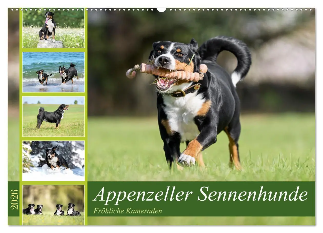 Cover: 9783457483619 | Appenzeller Sennenhunde - Fröhliche Kameraden (Wandkalender 2026...