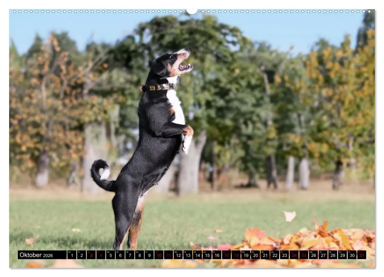 Bild: 9783457483619 | Appenzeller Sennenhunde - Fröhliche Kameraden (Wandkalender 2026...