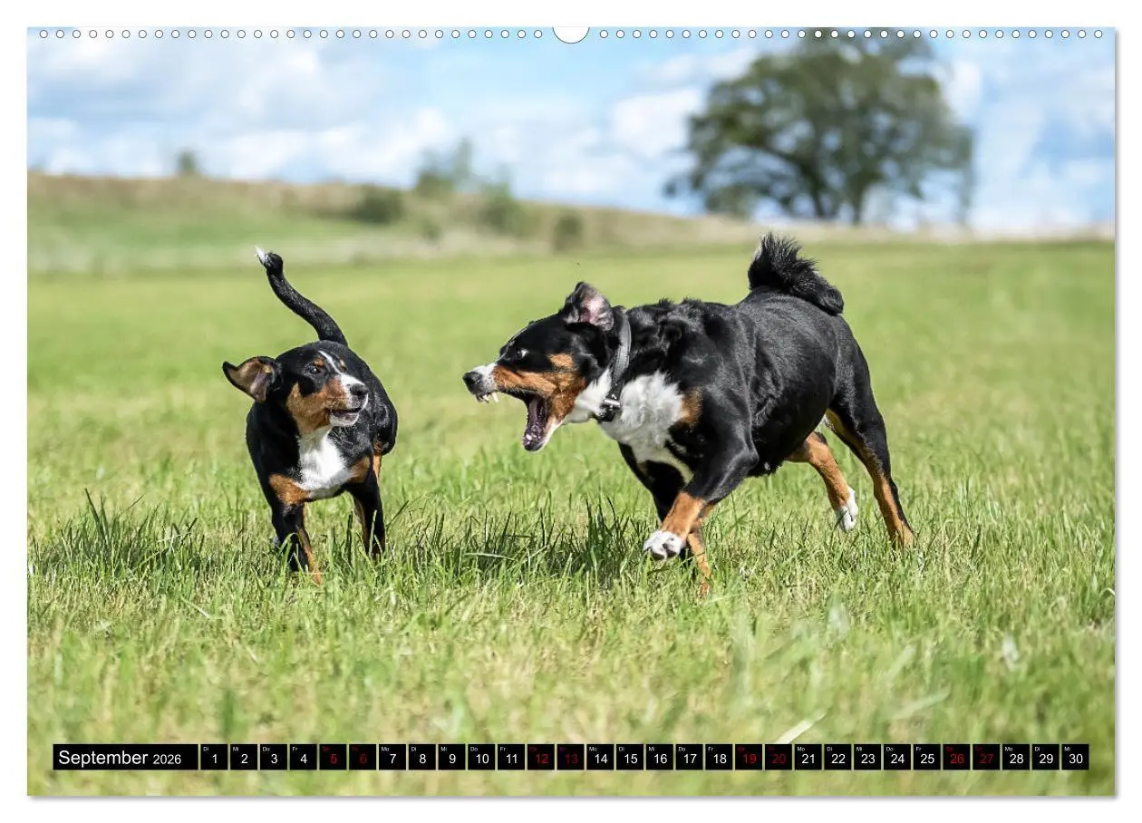 Bild: 9783457483619 | Appenzeller Sennenhunde - Fröhliche Kameraden (Wandkalender 2026...