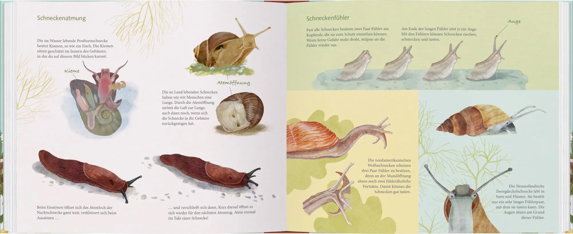 Bild: 9783836963619 | Schau mal, eine Schnecke! | Bärbel Oftring | Buch | 56 S. | Deutsch