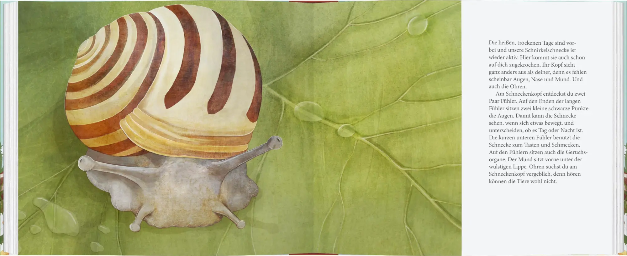 Bild: 9783836963619 | Schau mal, eine Schnecke! | Bärbel Oftring | Buch | 56 S. | Deutsch