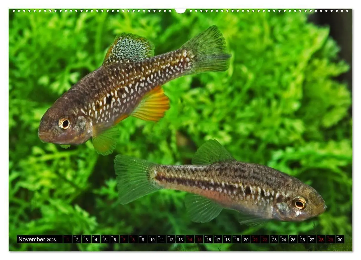 Bild: 9783457533819 | Outdoor-Aquaristik (Wandkalender 2026 DIN A2 quer), CALVENDO...