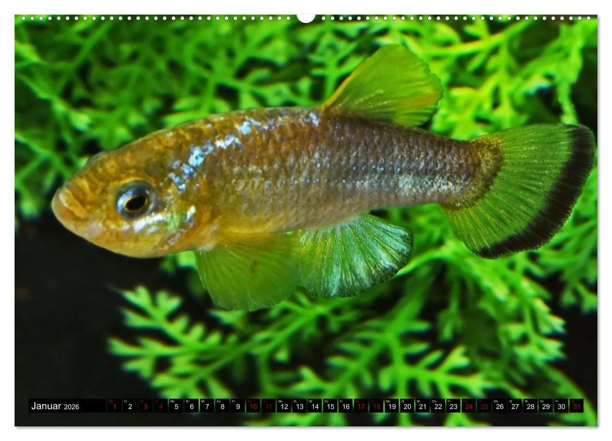 Bild: 9783457533819 | Outdoor-Aquaristik (Wandkalender 2026 DIN A2 quer), CALVENDO...