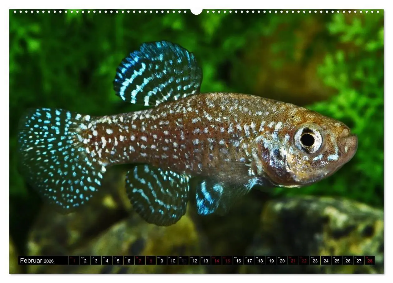 Bild: 9783457533819 | Outdoor-Aquaristik (Wandkalender 2026 DIN A2 quer), CALVENDO...
