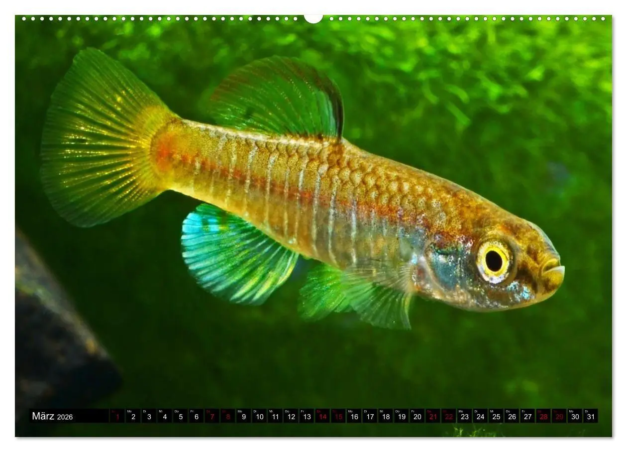 Bild: 9783457533819 | Outdoor-Aquaristik (Wandkalender 2026 DIN A2 quer), CALVENDO...