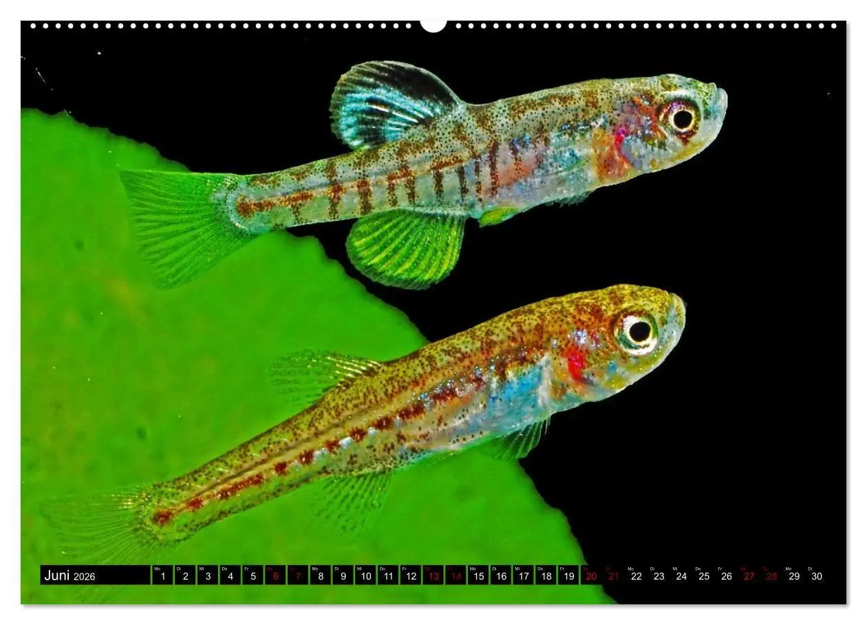 Bild: 9783457533819 | Outdoor-Aquaristik (Wandkalender 2026 DIN A2 quer), CALVENDO...