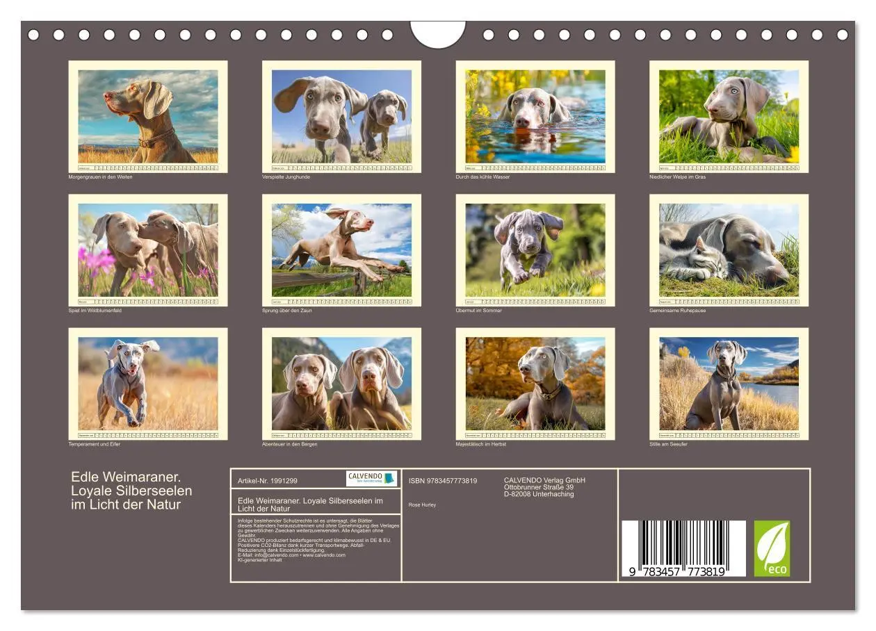 Bild: 9783457773819 | Edle Weimaraner. Loyale Silberseelen im Licht der Natur...