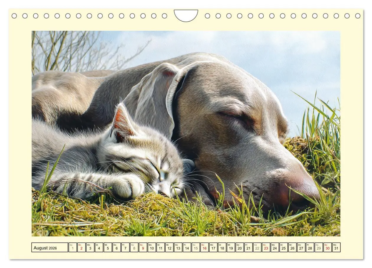 Bild: 9783457773819 | Edle Weimaraner. Loyale Silberseelen im Licht der Natur...