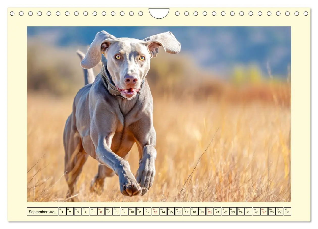 Bild: 9783457773819 | Edle Weimaraner. Loyale Silberseelen im Licht der Natur...