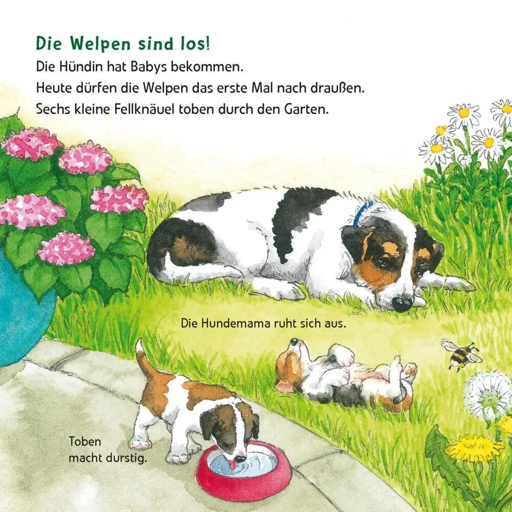 Bild: 9783551033819 | Maxi Pixi 463: Entdecke die Tierkinder | Laura Leintz | Taschenbuch