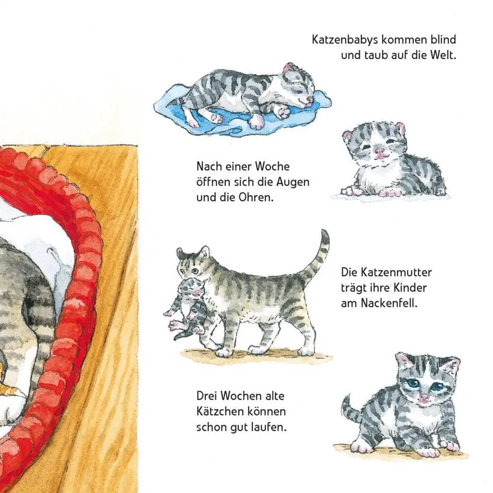 Bild: 9783551033819 | Maxi Pixi 463: Entdecke die Tierkinder | Laura Leintz | Taschenbuch