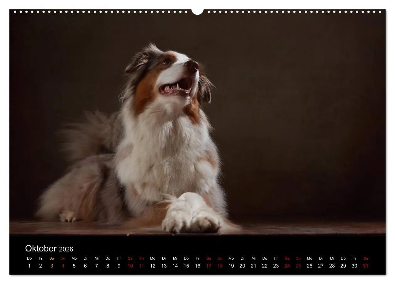 Bild: 9783457763919 | Charmante Australian Shepherds (hochwertiger Premium Wandkalender...