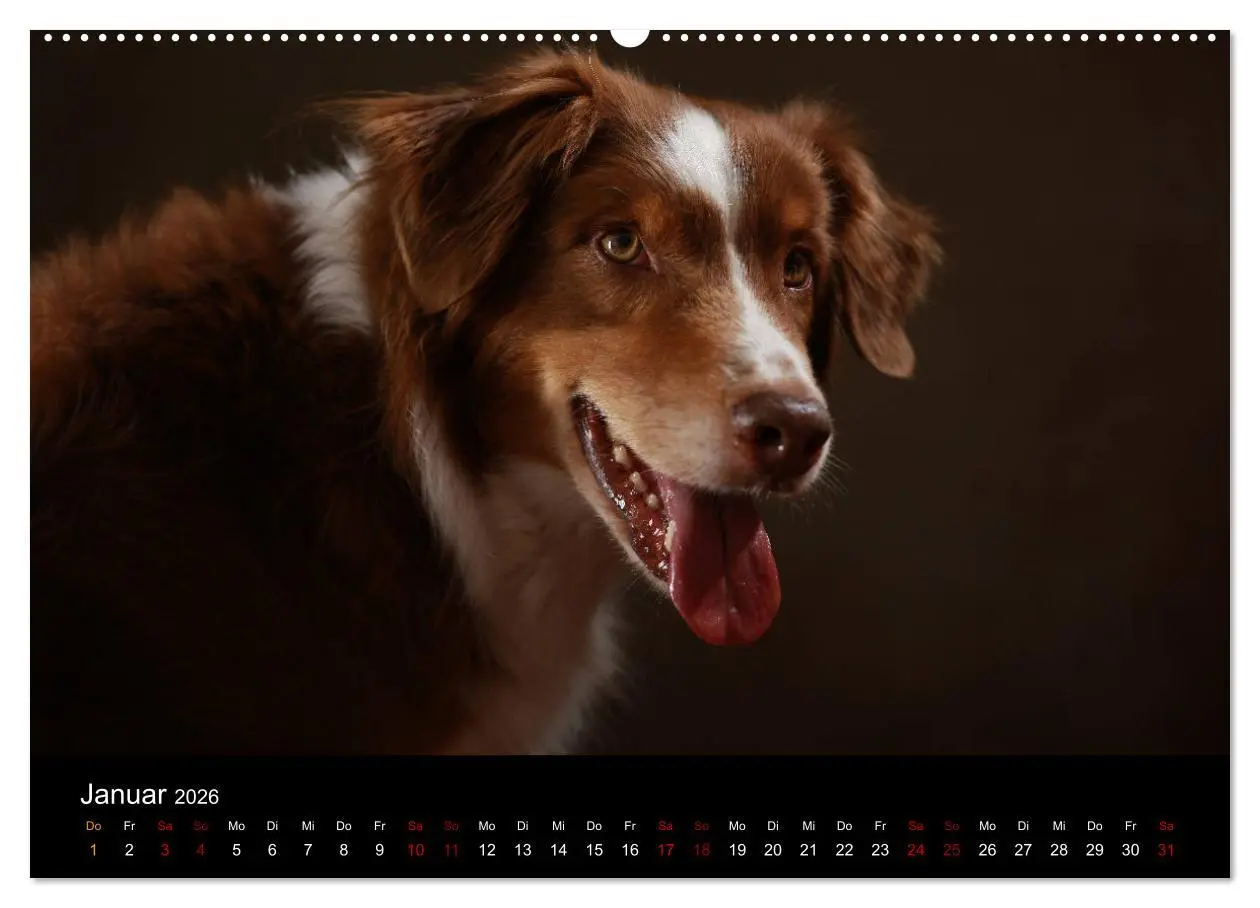 Bild: 9783457763919 | Charmante Australian Shepherds (hochwertiger Premium Wandkalender...
