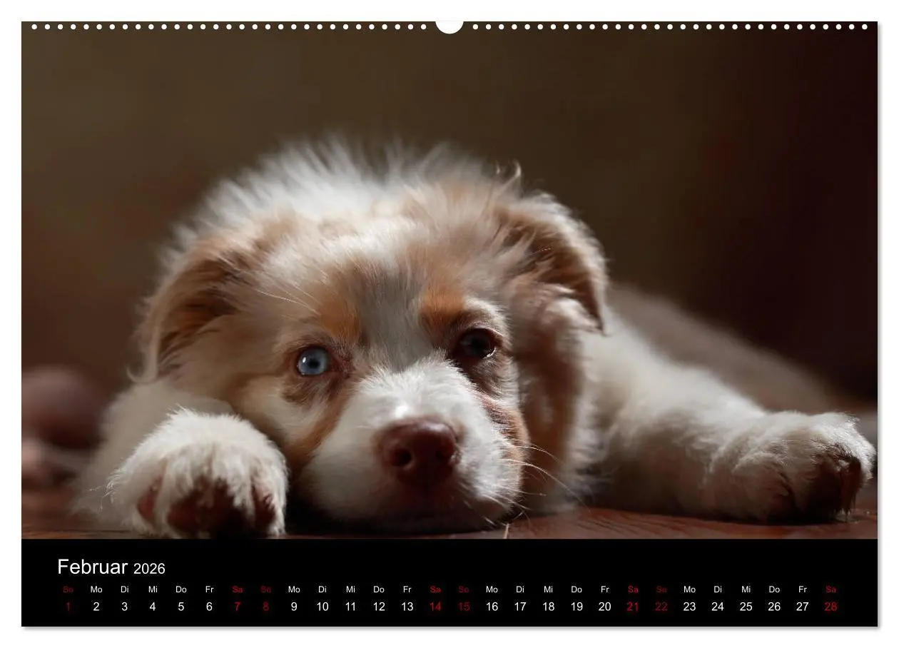 Bild: 9783457763919 | Charmante Australian Shepherds (hochwertiger Premium Wandkalender...