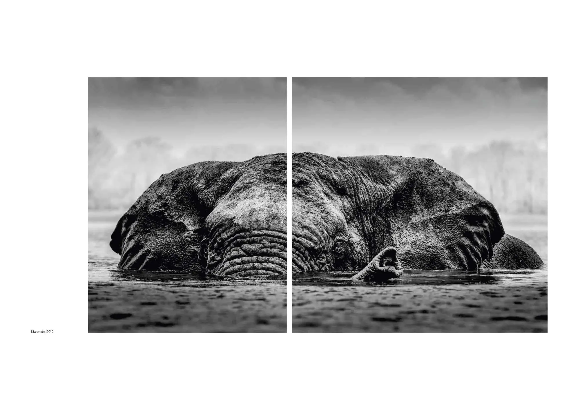 Bild: 9783791393919 | Walk the Earth | Federico Veronesi | Federico Veronesi | Buch | 192 S.