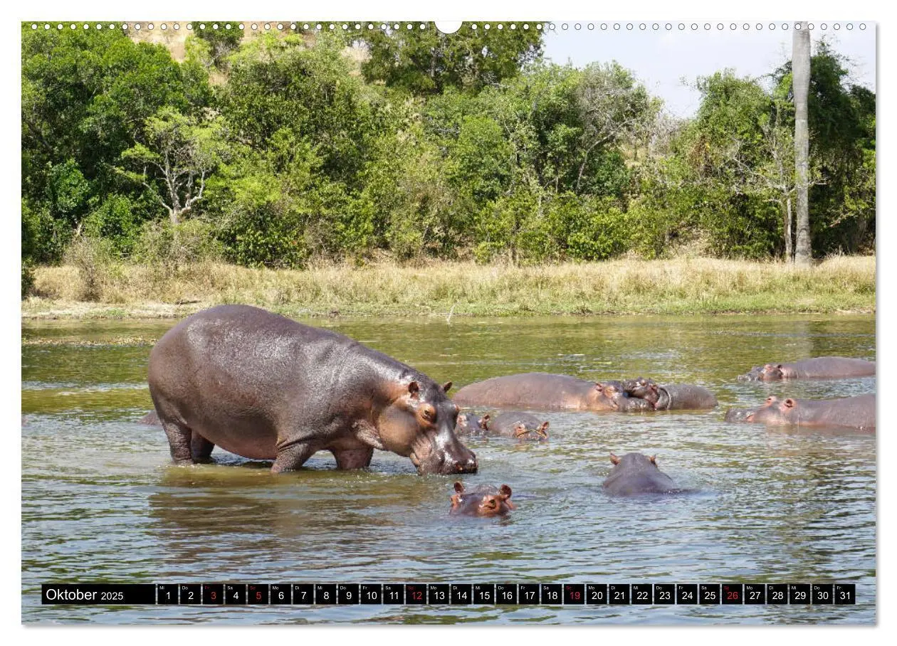 Bild: 9783435254019 | Afrikas Perle Uganda (Wandkalender 2025 DIN A2 quer), CALVENDO...