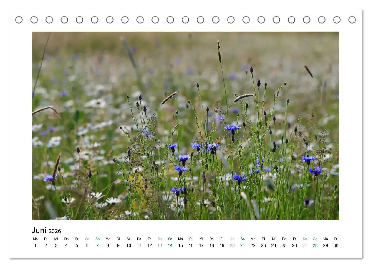 Bild: 9783457874219 | Kornblumen - Blaue Schönheiten (Tischkalender 2026 DIN A5 quer),...