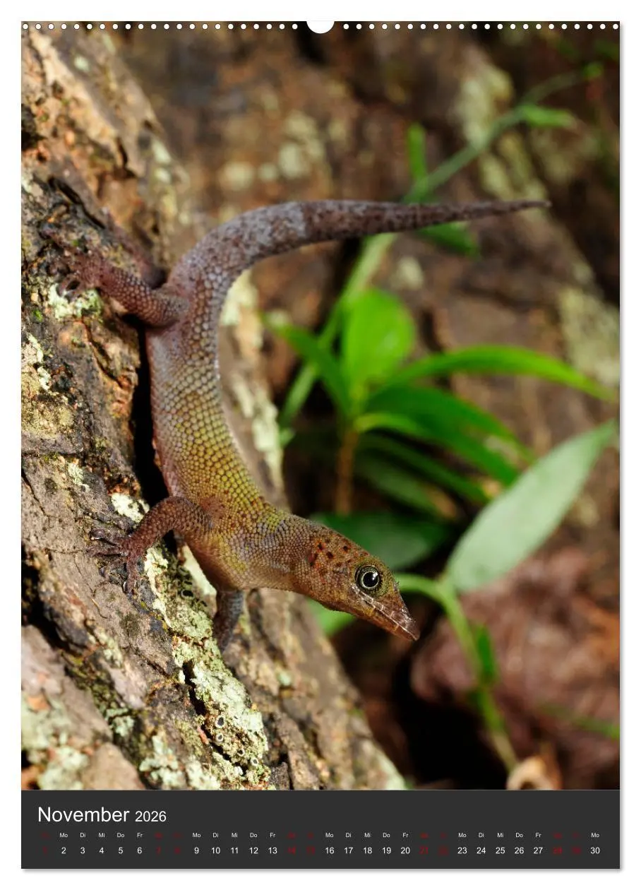 Bild: 9783516414219 | GECKOS (hochwertiger Premium Wandkalender 2026 DIN A2 hoch),...