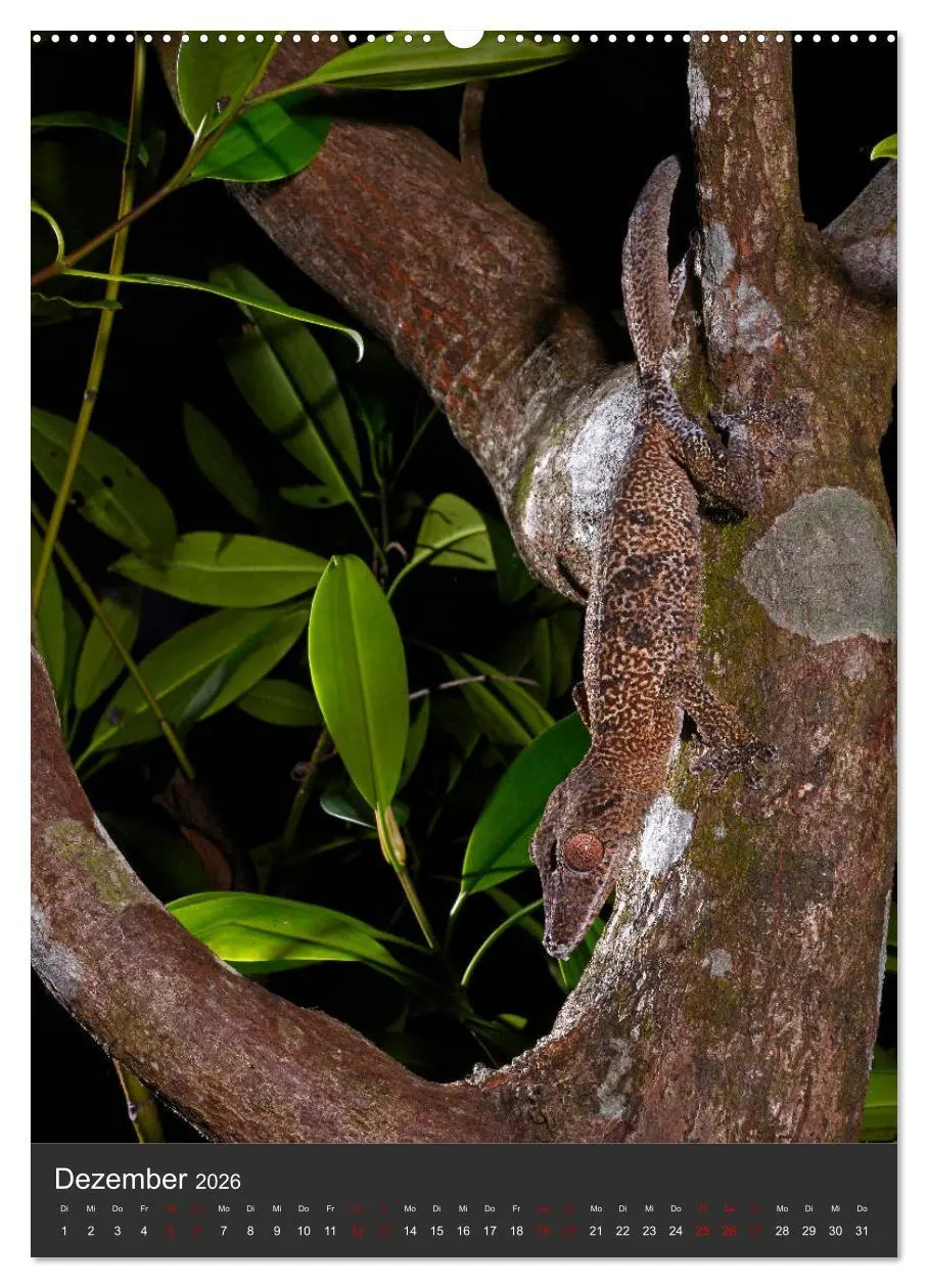 Bild: 9783516414219 | GECKOS (hochwertiger Premium Wandkalender 2026 DIN A2 hoch),...