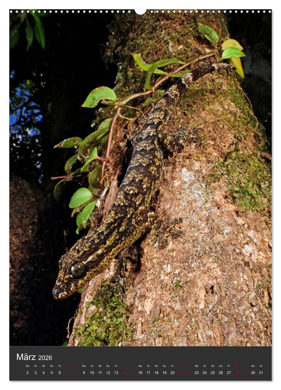 Bild: 9783516414219 | GECKOS (hochwertiger Premium Wandkalender 2026 DIN A2 hoch),...