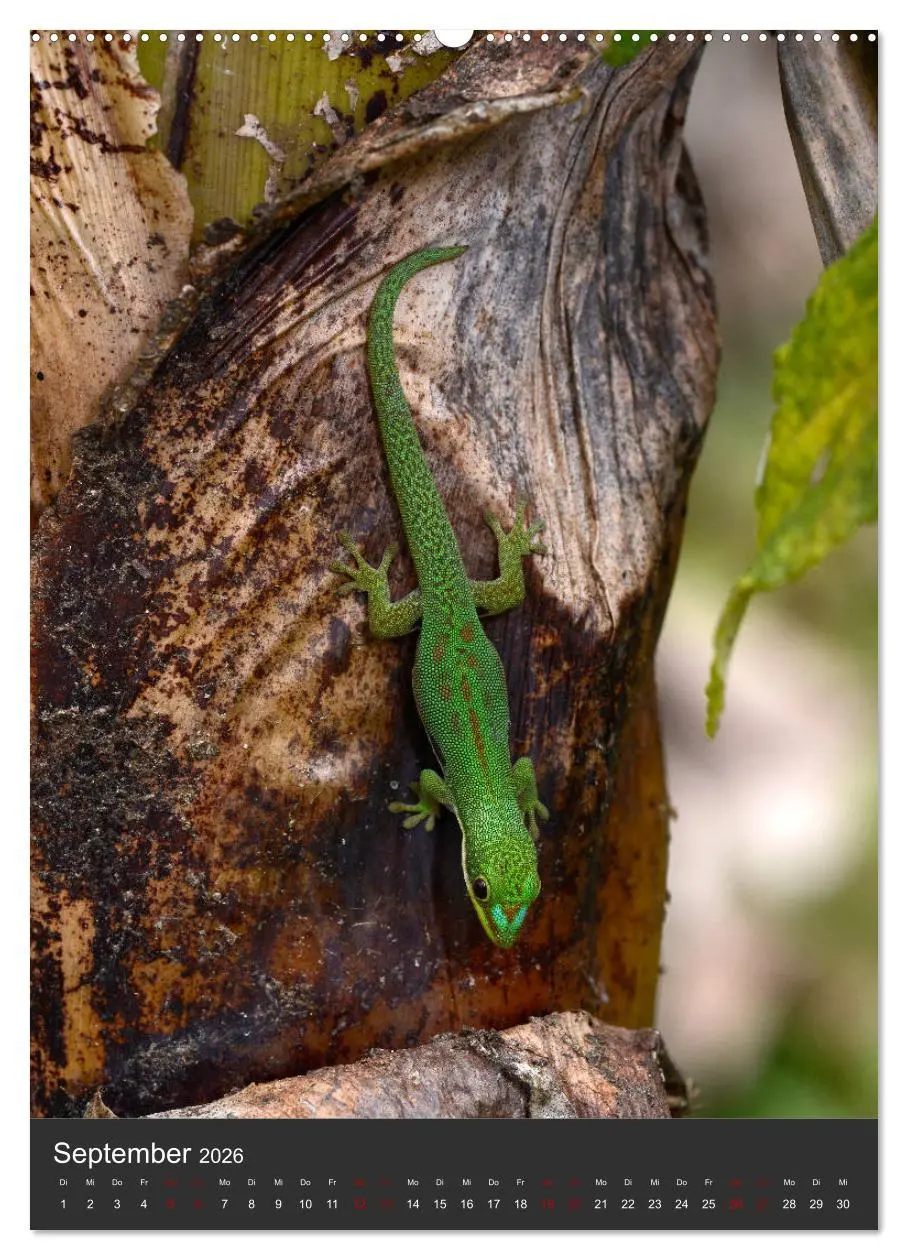 Bild: 9783516414219 | GECKOS (hochwertiger Premium Wandkalender 2026 DIN A2 hoch),...