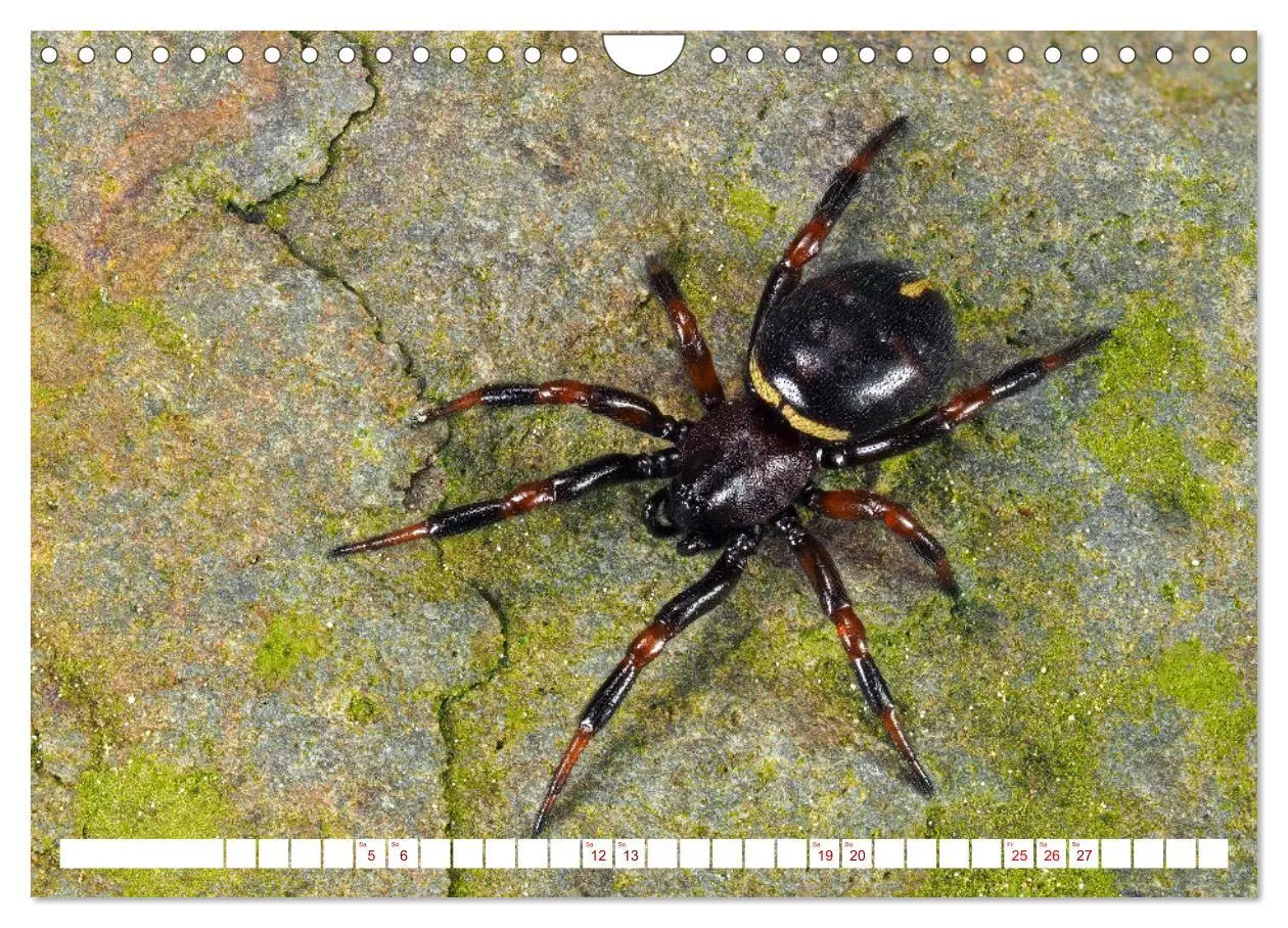 Bild: 9783457314319 | Spinnen in Deutschland (Wandkalender 2026 DIN A4 quer), CALVENDO...