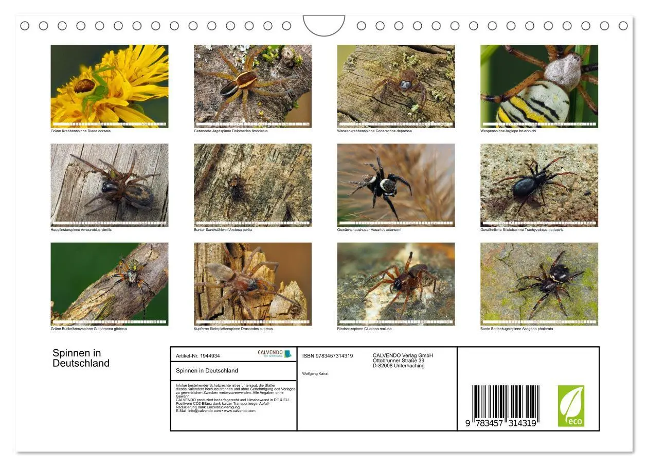 Bild: 9783457314319 | Spinnen in Deutschland (Wandkalender 2026 DIN A4 quer), CALVENDO...
