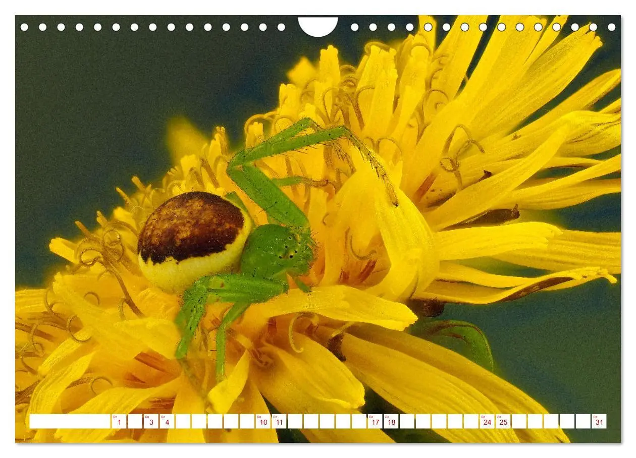 Bild: 9783457314319 | Spinnen in Deutschland (Wandkalender 2026 DIN A4 quer), CALVENDO...