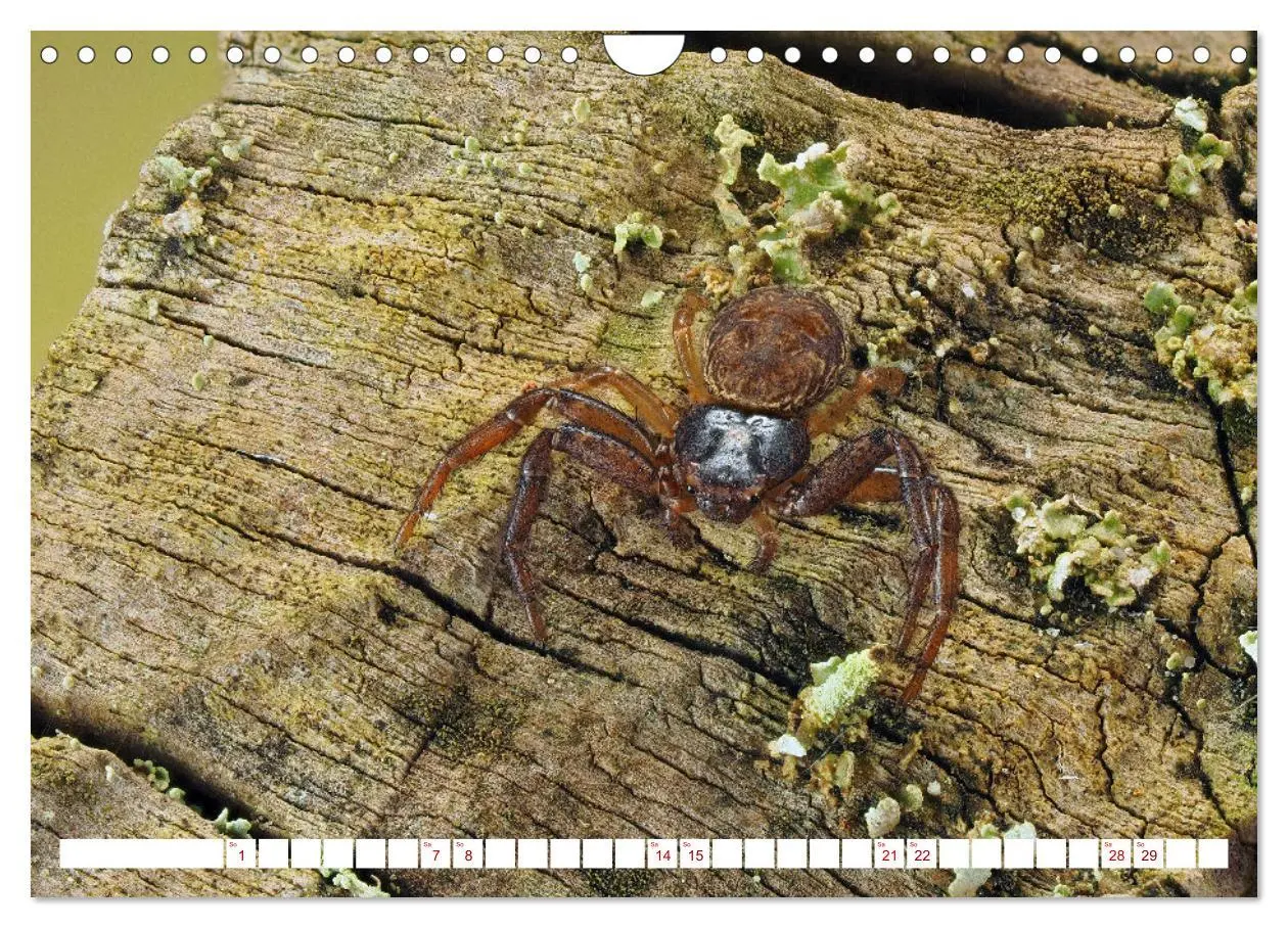 Bild: 9783457314319 | Spinnen in Deutschland (Wandkalender 2026 DIN A4 quer), CALVENDO...