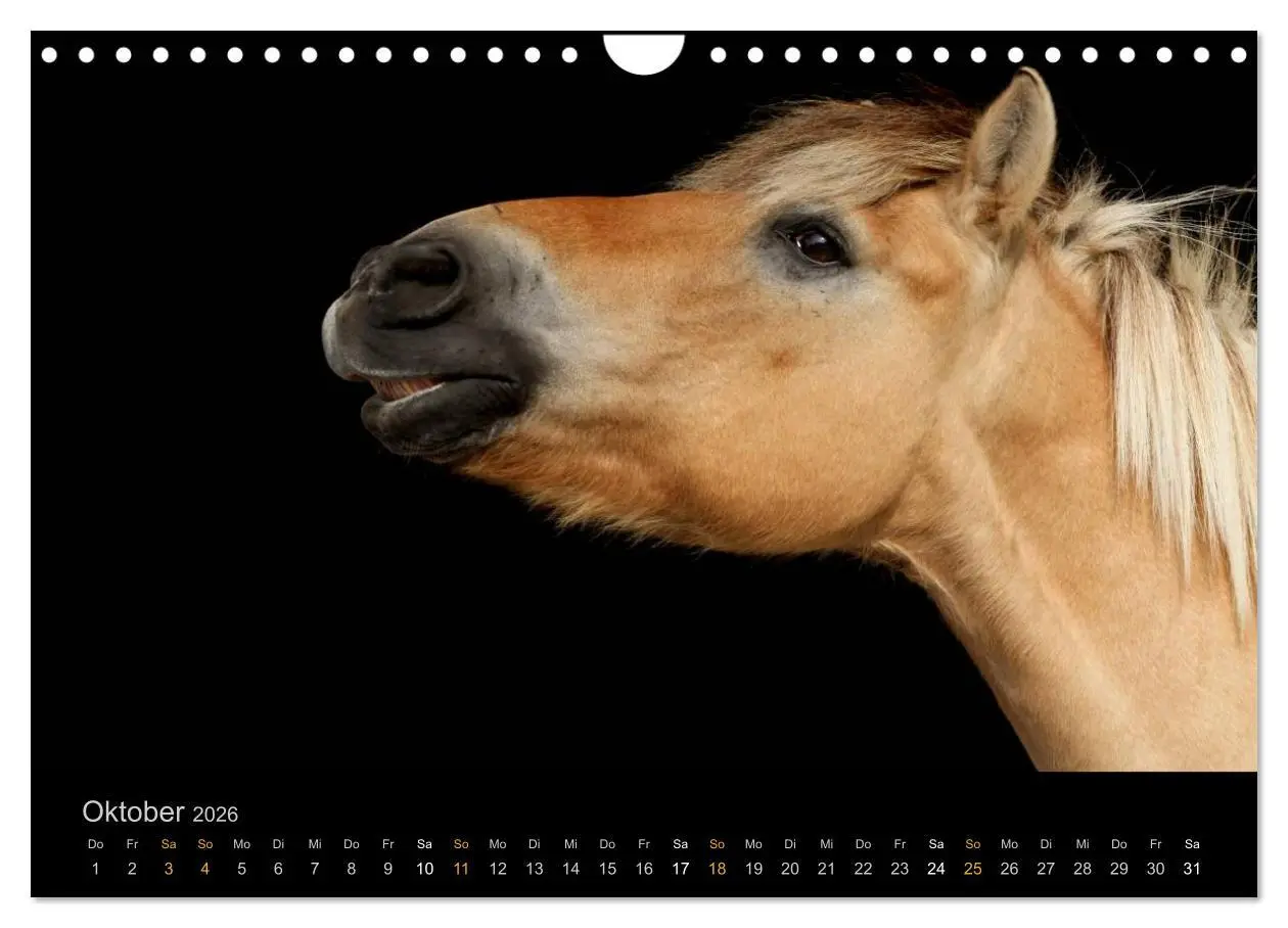 Bild: 9783516024319 | Magische Momente - Pferde Horses Caballos (Wandkalender 2026 DIN A4...