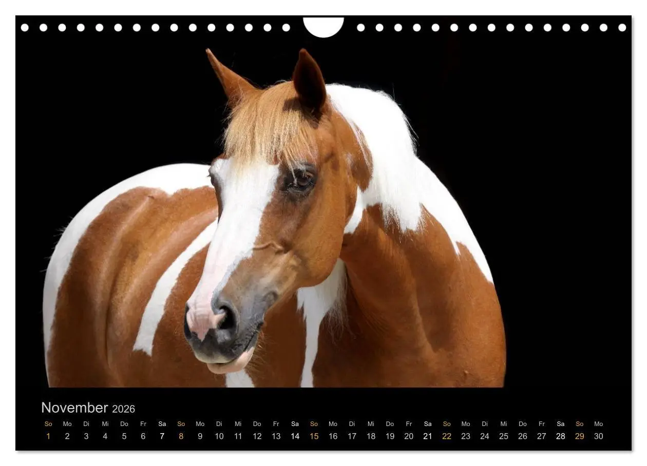 Bild: 9783516024319 | Magische Momente - Pferde Horses Caballos (Wandkalender 2026 DIN A4...