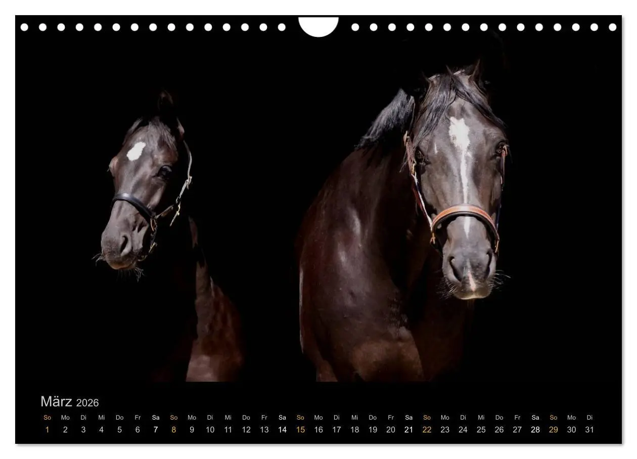 Bild: 9783516024319 | Magische Momente - Pferde Horses Caballos (Wandkalender 2026 DIN A4...