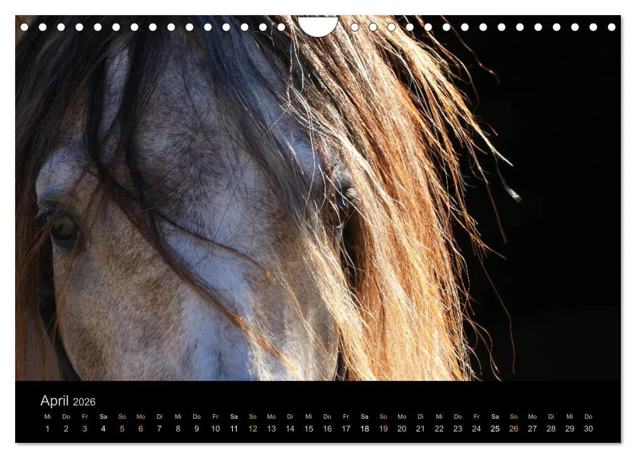 Bild: 9783516024319 | Magische Momente - Pferde Horses Caballos (Wandkalender 2026 DIN A4...