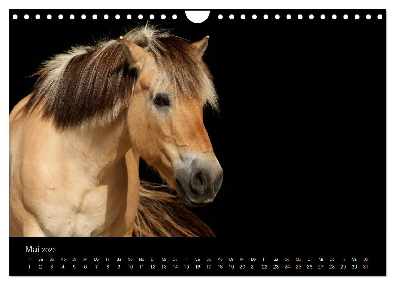 Bild: 9783516024319 | Magische Momente - Pferde Horses Caballos (Wandkalender 2026 DIN A4...