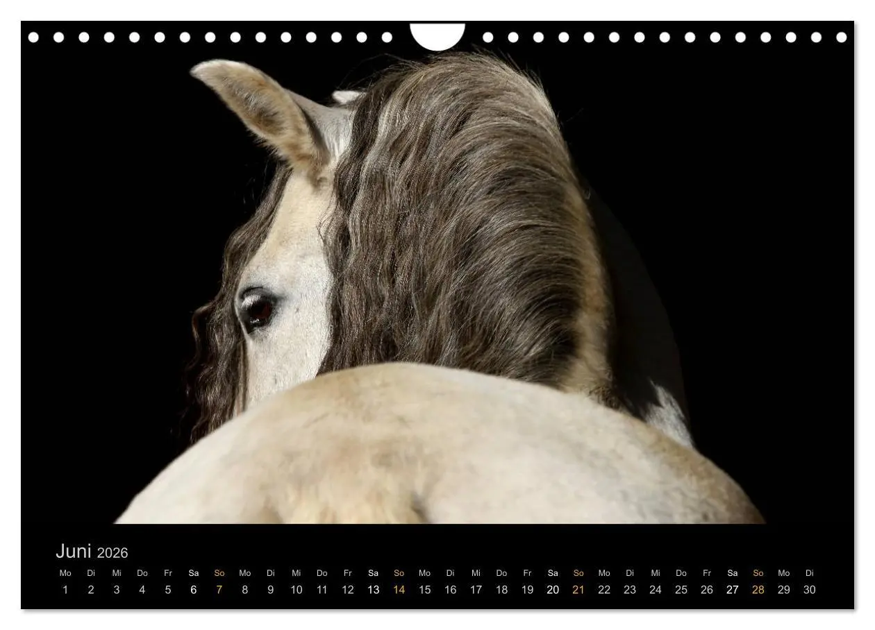 Bild: 9783516024319 | Magische Momente - Pferde Horses Caballos (Wandkalender 2026 DIN A4...