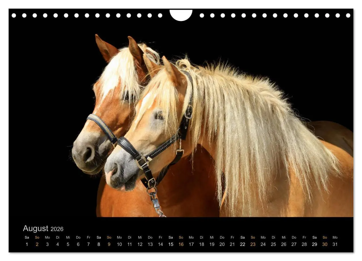 Bild: 9783516024319 | Magische Momente - Pferde Horses Caballos (Wandkalender 2026 DIN A4...
