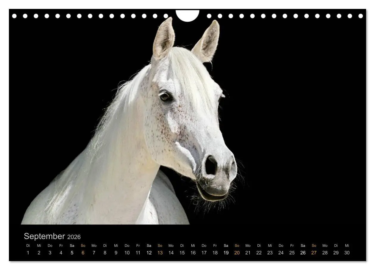 Bild: 9783516024319 | Magische Momente - Pferde Horses Caballos (Wandkalender 2026 DIN A4...