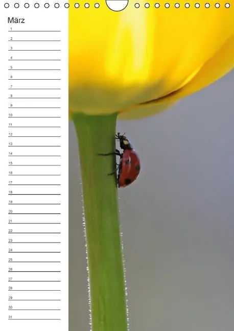 Bild: 9783660024319 | Tierische Kleinigkeiten / Geburtstagskalender (Wandkalender...