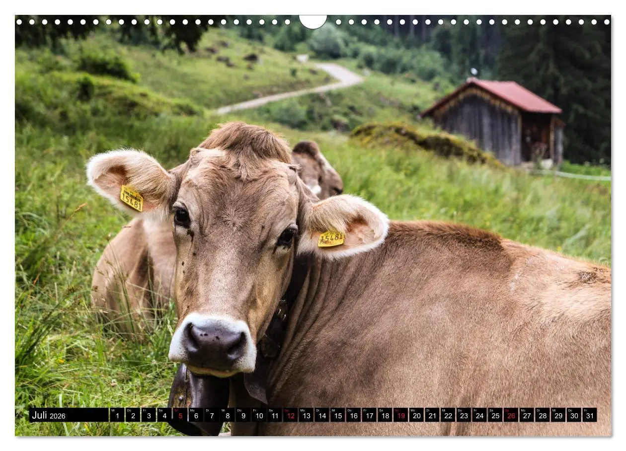Bild: 9783457764619 | Faszination Allgäu (Wandkalender 2026 DIN A3 quer), CALVENDO...
