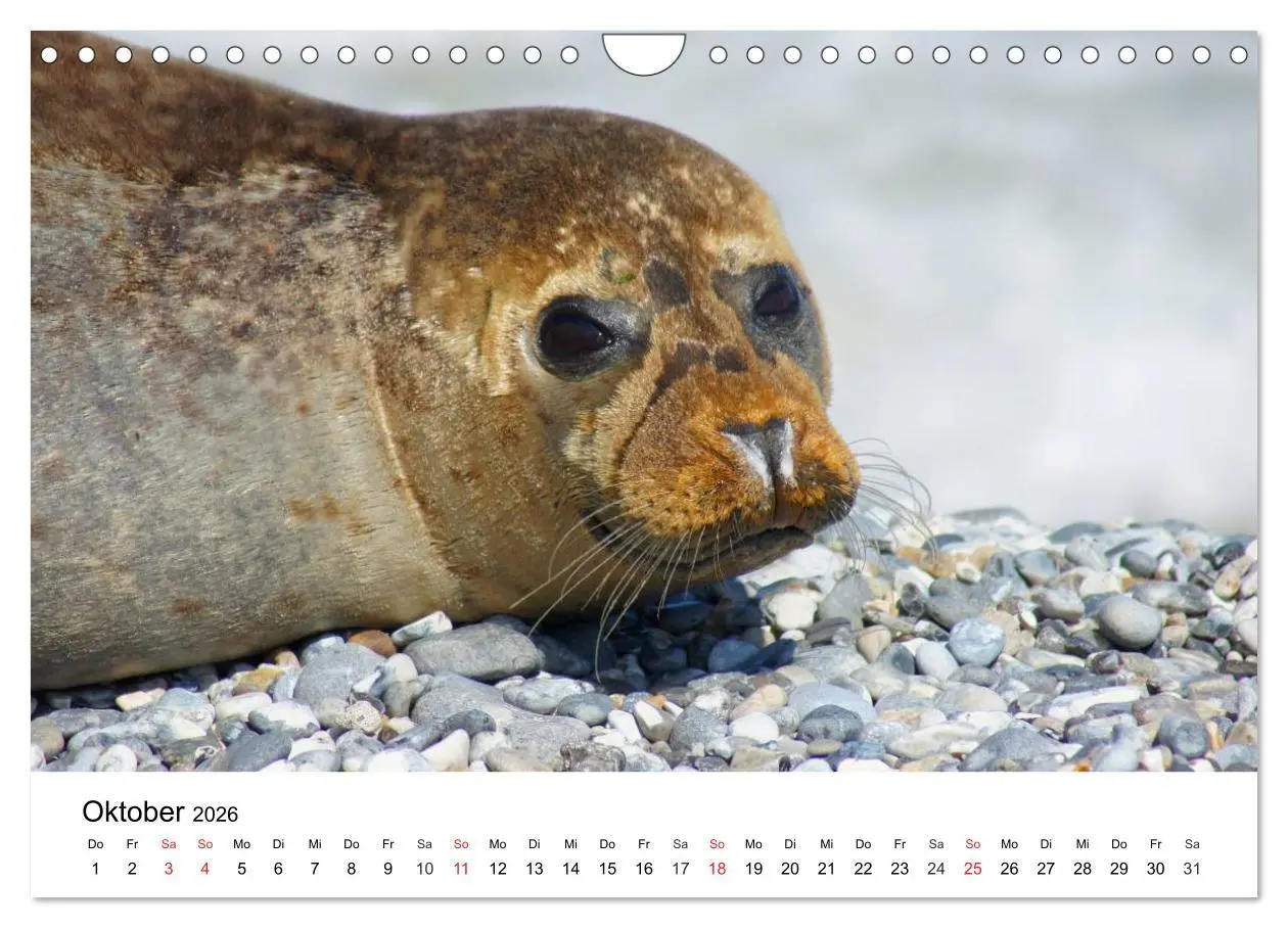 Bild: 9783516234619 | Das Leben der Robben (Wandkalender 2026 DIN A4 quer), CALVENDO...