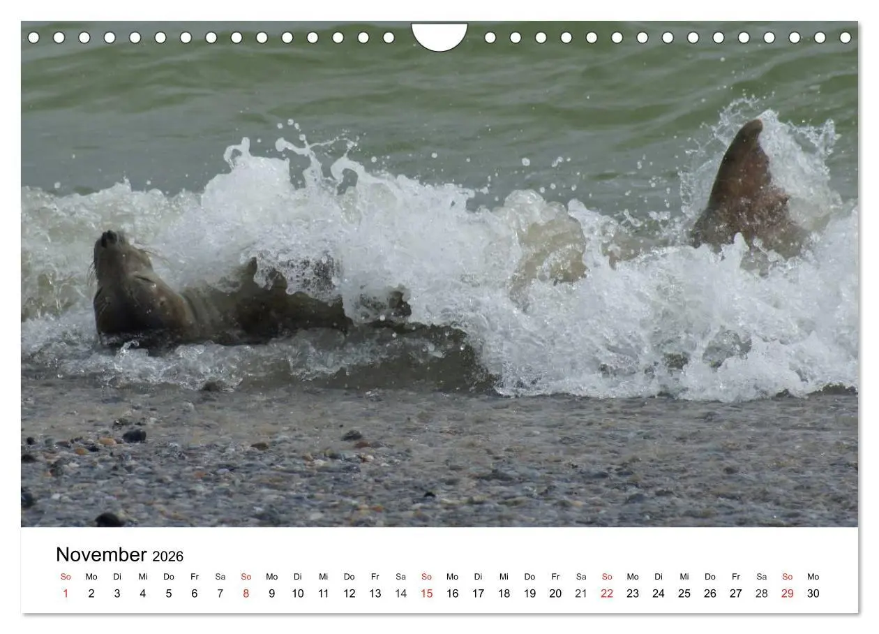 Bild: 9783516234619 | Das Leben der Robben (Wandkalender 2026 DIN A4 quer), CALVENDO...