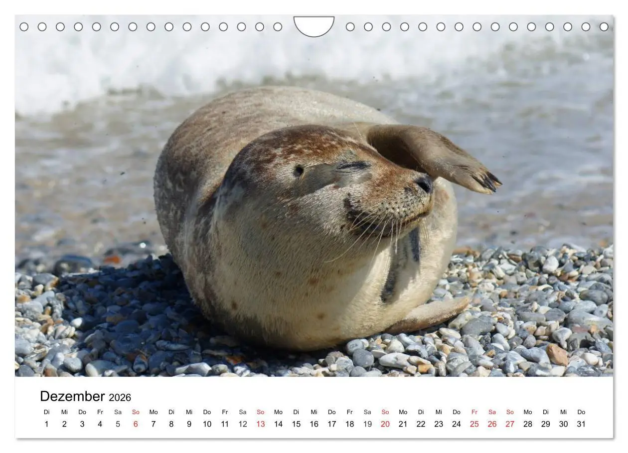 Bild: 9783516234619 | Das Leben der Robben (Wandkalender 2026 DIN A4 quer), CALVENDO...