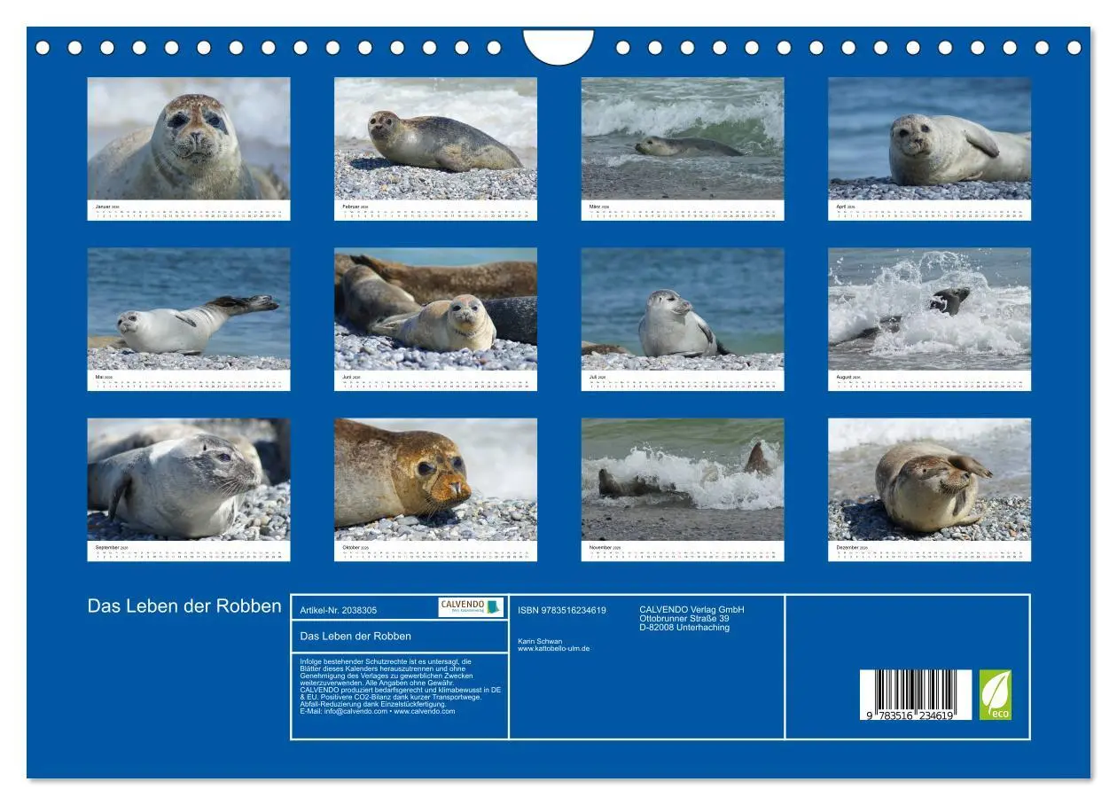 Bild: 9783516234619 | Das Leben der Robben (Wandkalender 2026 DIN A4 quer), CALVENDO...