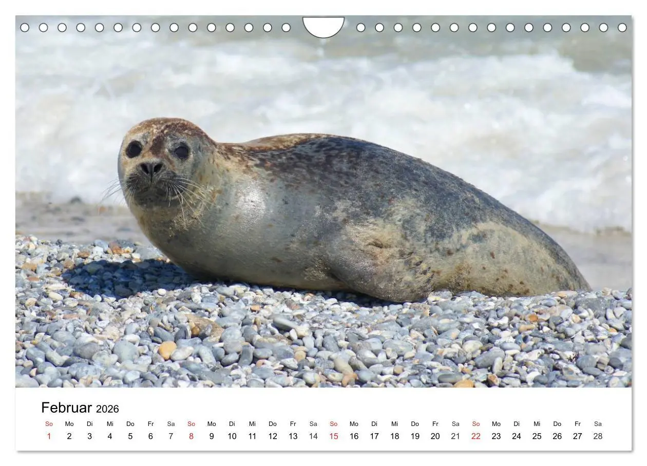 Bild: 9783516234619 | Das Leben der Robben (Wandkalender 2026 DIN A4 quer), CALVENDO...