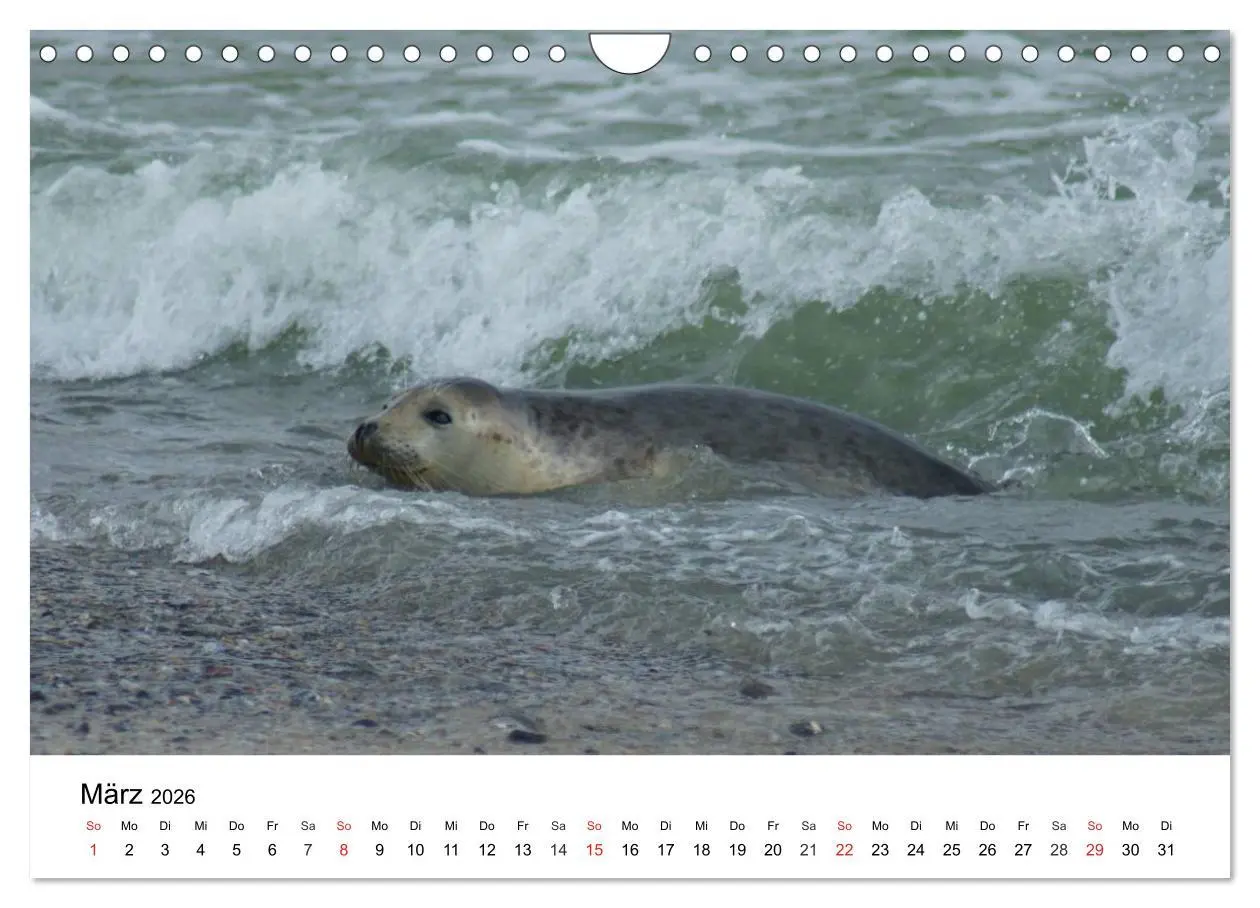 Bild: 9783516234619 | Das Leben der Robben (Wandkalender 2026 DIN A4 quer), CALVENDO...